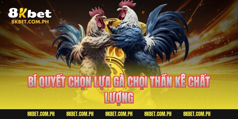 Bí quyết chọn lựa gà chọi thần kê chất lượng