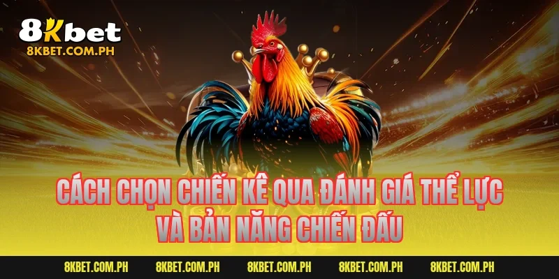 Cách chọn chiến kê qua đánh giá thể lực và bản năng chiến đấu