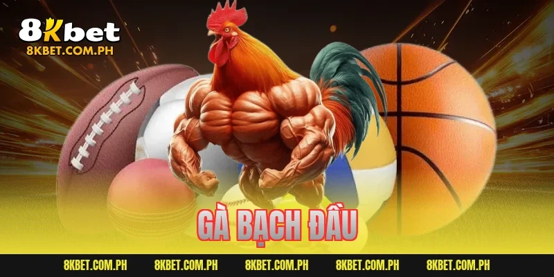 gà bạch đầu