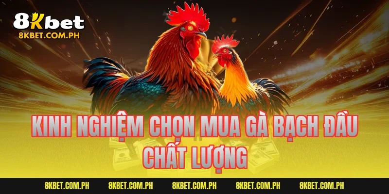 Kinh nghiệm chọn mua gà bạch đầu chất lượng