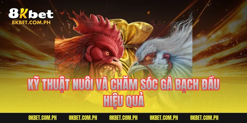 Kỹ thuật nuôi và chăm sóc gà bạch đầu hiệu quả