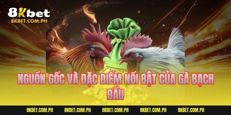 Nguồn gốc và đặc điểm nổi bật của gà bạch đầu