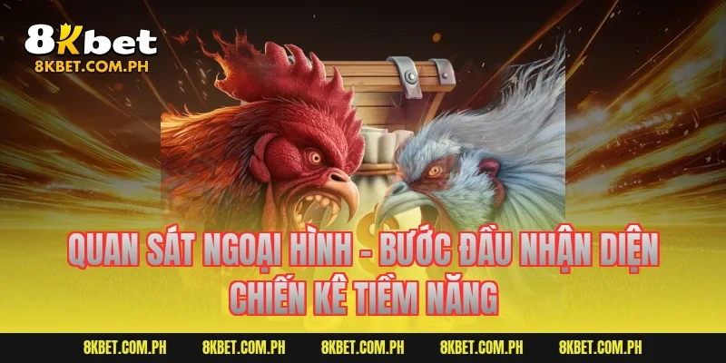 Quan sát ngoại hình – Bước đầu nhận diện chiến kê tiềm năng