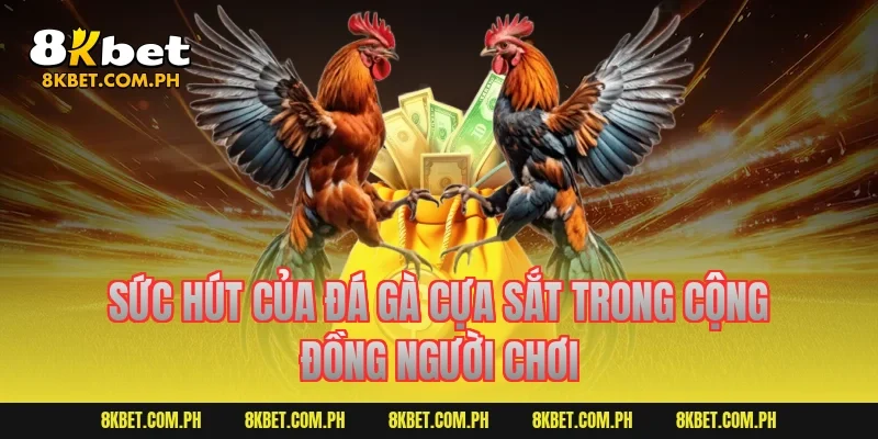 Sức hút của đá gà cựa sắt trong cộng đồng người chơi